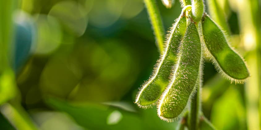 Soybean